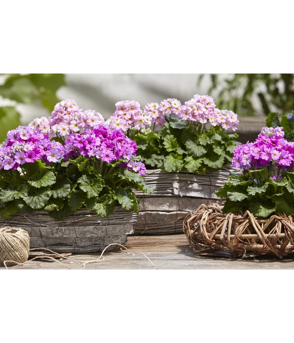 Brautprimel, Verschiedene Sorten 4 Brautprimel, Verschiedene Sorten – Bild 4