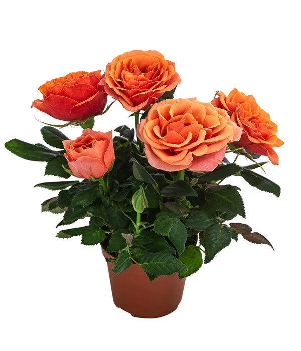 Topfrose - Rosa Chinensis, Verschiedene Sorten 2 Topfrose - Rosa Chinensis, Verschiedene Sorten – Bild 2