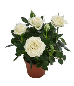 Topfrose - Rosa Chinensis, Verschiedene Sorten 13 Topfrose - Rosa Chinensis, Verschiedene Sorten -Garten Sinn Verkaufsgeschäft 8265357 WE FS 003 RosenMixMini