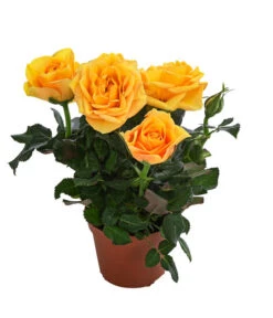 Topfrose - Rosa Chinensis, Verschiedene Sorten 14 Topfrose - Rosa Chinensis, Verschiedene Sorten -Garten Sinn Verkaufsgeschäft 8265357 WE FS 004 RosenMixMini