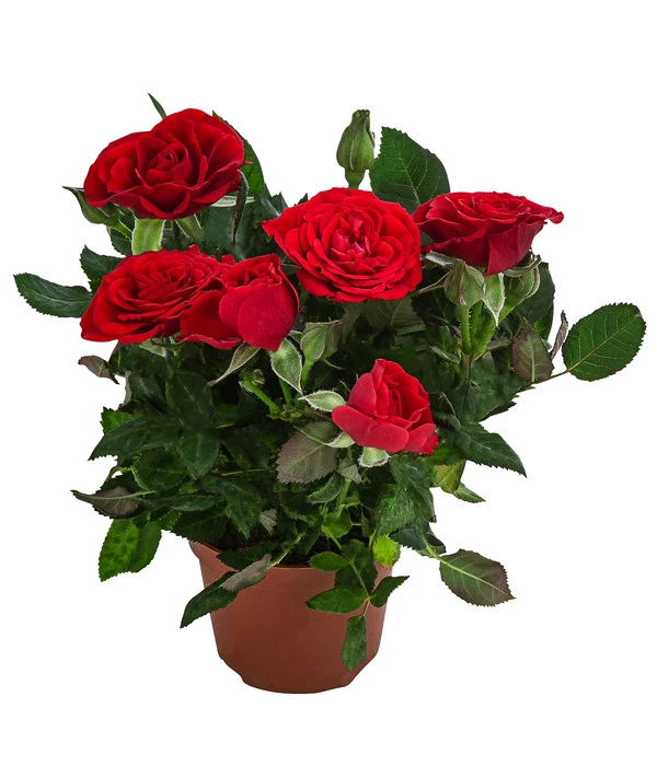 Topfrose - Rosa Chinensis, Verschiedene Sorten 6 Topfrose - Rosa Chinensis, Verschiedene Sorten – Bild 6