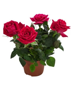 Topfrose - Rosa Chinensis, Verschiedene Sorten 19 Topfrose - Rosa Chinensis, Verschiedene Sorten -Garten Sinn Verkaufsgeschäft 8265357 WE FS 009 RosenMixMini