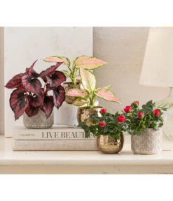 Topfrose - Rosa Chinensis, Verschiedene Sorten 21 Topfrose - Rosa Chinensis, Verschiedene Sorten -Garten Sinn Verkaufsgeschäft 8265357 WE MO 001 RosenMixT6Valentin