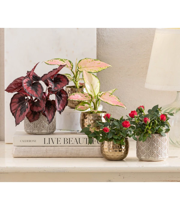 Topfrose - Rosa Chinensis, Verschiedene Sorten 11 Topfrose - Rosa Chinensis, Verschiedene Sorten – Bild 11