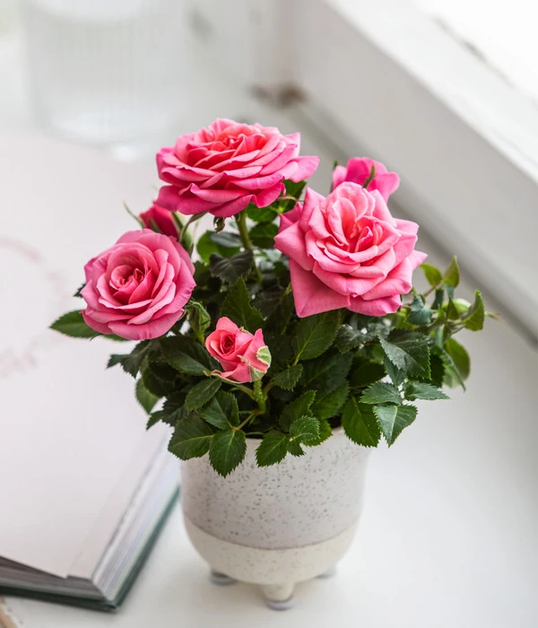 Topfrose - Rosa Chinensis, Verschiedene Sorten 10 Topfrose - Rosa Chinensis, Verschiedene Sorten – Bild 10