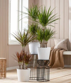 Garten Sinn Verkaufsgeschäft -Garten Sinn Verkaufsgeschäft 8272809 8510992 WE MO 001 DrachenbaumKarussellDraceanaMarginataT24