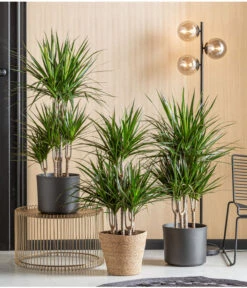 Drachenbaum - Dracaena Marginata, Karussell -Garten Sinn Verkaufsgeschäft 8272809 WE MO 001 DrachenbaumT24 Monatspflanze Oktober