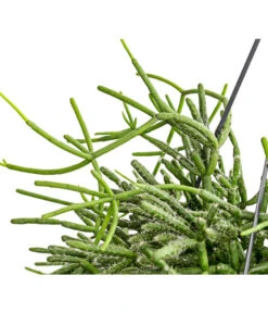 Korallenkaktus - Rhipsalis Cassutha, Verschiedene Sorten, Ampel -Garten Sinn Verkaufsgeschäft 8275307 PR DE 003 RhipsalisAmpelKorallenkaktusT18DehnerExpressHerzig