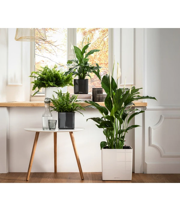 Air So Pure® Einblatt - Spathipyllum Wallisii 'Lauretta' – Bild 2