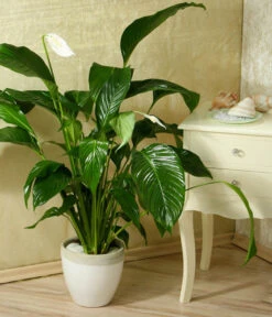 Einblatt - Spathiphyllum Wallisii 'Silvana' -Garten Sinn Verkaufsgeschäft 8276180 WE MO 005 SpathiphyllumDehnerEW