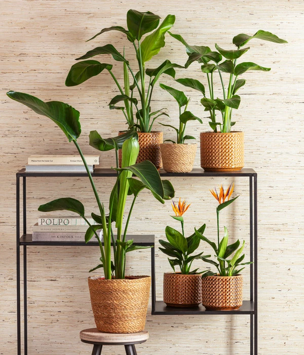 Baumstrelitzie - Strelitzia Nicolai 2 Baumstrelitzie - Strelitzia Nicolai – Bild 2