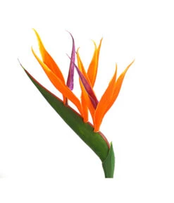 Paradiesvogelblume -Garten Sinn Verkaufsgeschäft 8276446 WE DE 001 StrelitziaReginaeParadiesvogelblumeDehnerExpressHerzig