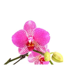 Schmetterlingsorchidee - Phalaenopsis Cultivars 'Twister' -Garten Sinn Verkaufsgeschäft 8280927 PR DE 001 PhalaneopsisTwisterSchmetterlingsorchideeT12DehnerExpressHerzig