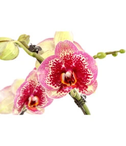 Schmetterlingsorchidee - Phalaenopsis Cultivars 'Twister' -Garten Sinn Verkaufsgeschäft 8280927 PR DE 002 PhalaneopsisTwisterSchmetterlingsorchideeT12DehnerExpressHerzig