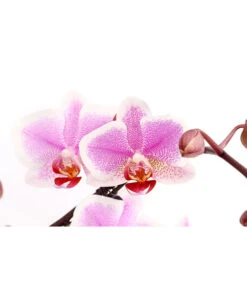 Schmetterlingsorchidee - Phalaenopsis Cultivars 'Twister' -Garten Sinn Verkaufsgeschäft 8280927 PR DE 003 PhalaneopsisTwisterSchmetterlingsorchideeT12DehnerExpressHerzig