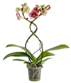 Schmetterlingsorchidee - Phalaenopsis Cultivars 'Twister' -Garten Sinn Verkaufsgeschäft 8280927 PR FS 002 PhalaneopsisTwisterSchmetterlingsorchideeT12DehnerExpressHerzig