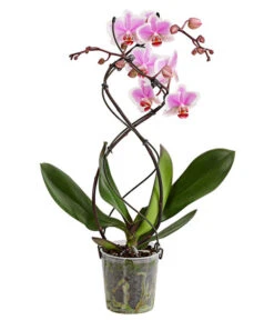 Schmetterlingsorchidee - Phalaenopsis Cultivars 'Twister' -Garten Sinn Verkaufsgeschäft 8280927 PR FS 003 PhalaneopsisTwisterSchmetterlingsorchideeT12DehnerExpressHerzig