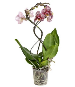 Schmetterlingsorchidee - Phalaenopsis Cultivars 'Twister' -Garten Sinn Verkaufsgeschäft 8280927 PR FS 004 PhalaneopsisTwisterSchmetterlingsorchideeT12DehnerExpressHerzig