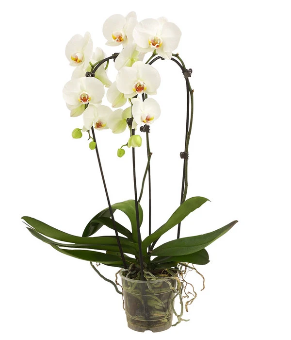 Schmetterlingsorchidee - Phalaenopsis Cultivars 'Cascade', Verschiedene Sorten 5 Schmetterlingsorchidee - Phalaenopsis Cultivars 'Cascade', Verschiedene Sorten – Bild 5