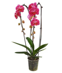 Schmetterlingsorchidee - Phalaenopsis Cultivars 'Cascade', Verschiedene Sorten 11 Schmetterlingsorchidee - Phalaenopsis Cultivars 'Cascade', Verschiedene Sorten -Garten Sinn Verkaufsgeschäft 8280943 PR FS 001 PhalaenopsisCascadeMix 011