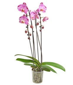 Schmetterlingsorchidee - Phalaenopsis Cultivars 'Cascade', Verschiedene Sorten 12 Schmetterlingsorchidee - Phalaenopsis Cultivars 'Cascade', Verschiedene Sorten -Garten Sinn Verkaufsgeschäft 8280943 PR FS 001 PhalaenopsisCascadeMix 02