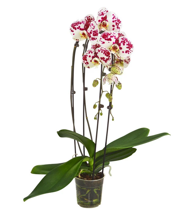 Schmetterlingsorchidee - Phalaenopsis Cultivars 'Cascade', Verschiedene Sorten 2 Schmetterlingsorchidee - Phalaenopsis Cultivars 'Cascade', Verschiedene Sorten – Bild 2