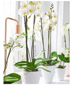 Schmetterlingsorchidee - Phalaenopsis Cultivars -Garten Sinn Verkaufsgeschäft 8284135 8251498 PR MO 001 SchmetterlingsorchideePhalaenopsis3TrieberWeissUveSauer
