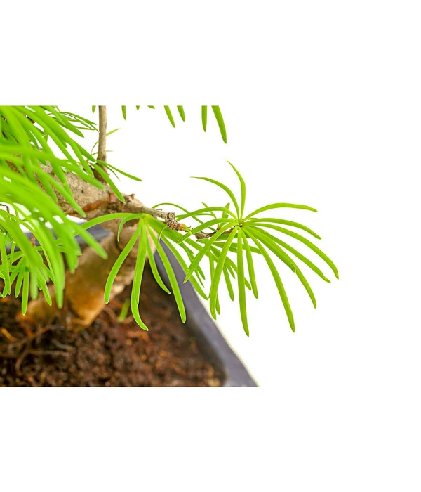 Outdoor-Bonsai Goldlärche - Pseudolarix Amabilis 2 Outdoor-Bonsai Goldlärche - Pseudolarix Amabilis – Bild 2