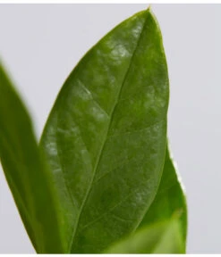 Glücksfeder - Zamioculcas Zamiifolia -Garten Sinn Verkaufsgeschäft 8287716 PR DE 001 GluecksfederZamioculcasZamiifoliaT11DehnerExpressZS