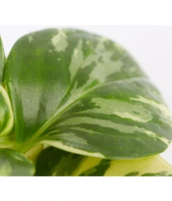 Peperomie - Peperomia Obtusifolia Variegata 'Golden Genua' -Garten Sinn Verkaufsgeschäft 8290975 PR DE 001 PeperomiaObtusifoliaVariegataBuntT11DehnerExpressZS