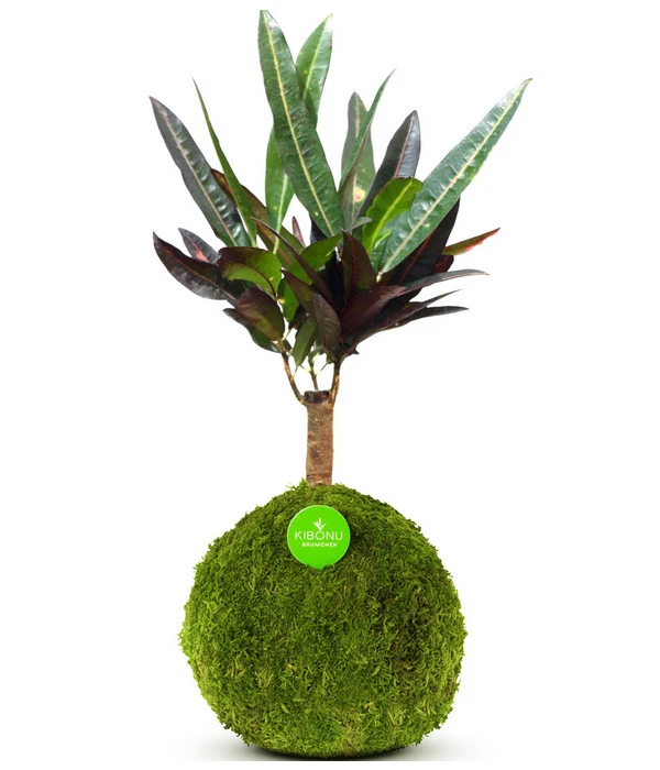 Kibonu Wunderstrauch - Codiaeum Variegatum 'Yelda' 1 Kibonu Wunderstrauch - Codiaeum Variegatum 'Yelda'