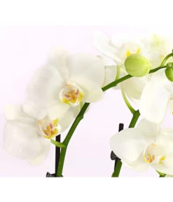 Midi Schmetterlingsorchidee - Phalaenopsis Cultivars, Weiß -Garten Sinn Verkaufsgeschäft 8295297 WE DE 001 SchmetterlingsorchideePhalaenopsisHybrideTableDance2TrieberDehnerExpressHerzig