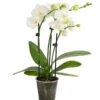 Midi Schmetterlingsorchidee - Phalaenopsis Cultivars, Weiß
