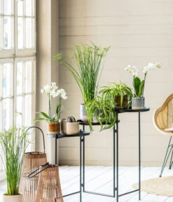 Garten Sinn Verkaufsgeschäft -Garten Sinn Verkaufsgeschäft 8295297 WE MO 001 PhalaenopsisMidiWeissCyperusGC052021 1