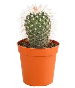 Kaktus - Cactaceae, Verschiedene Sorten -Garten Sinn Verkaufsgeschäft 8297574 PR FS 003 KakteenMixMiniTorroT6DehnerExpressHerzig