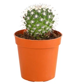 Kaktus - Cactaceae, Verschiedene Sorten -Garten Sinn Verkaufsgeschäft 8297574 PR FS 004 KakteenMixMiniTorroT6DehnerExpressHerzig