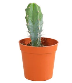 Kaktus - Cactaceae, Verschiedene Sorten -Garten Sinn Verkaufsgeschäft 8297574 PR FS 007 KakteenMixMiniTorroT6DehnerExpressHerzig