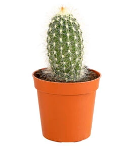 Kaktus - Cactaceae, Verschiedene Sorten -Garten Sinn Verkaufsgeschäft 8297574 PR FS 008 KakteenMixMiniTorroT6DehnerExpressHerzig