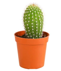 Kaktus - Cactaceae, Verschiedene Sorten -Garten Sinn Verkaufsgeschäft 8297574 PR FS 009 KakteenMixMiniTorroT6DehnerExpressHerzig