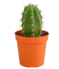 Kaktus - Cactaceae, Verschiedene Sorten -Garten Sinn Verkaufsgeschäft 8297574 PR FS 010 KakteenMixMiniTorroT6DehnerExpressHerzig