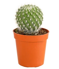 Kaktus - Cactaceae, Verschiedene Sorten -Garten Sinn Verkaufsgeschäft 8297574 PR FS 011 KakteenMixMiniTorroT6DehnerExpressHerzig