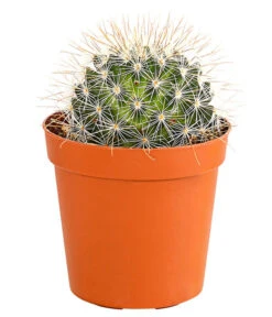 Kaktus - Cactaceae, Verschiedene Sorten -Garten Sinn Verkaufsgeschäft 8297574 PR FS 012 KakteenMixMiniTorroT6DehnerExpressHerzig