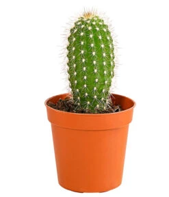 Kaktus - Cactaceae, Verschiedene Sorten -Garten Sinn Verkaufsgeschäft 8297574 PR FS 013 KakteenMixMiniTorroT6DehnerExpressHerzig