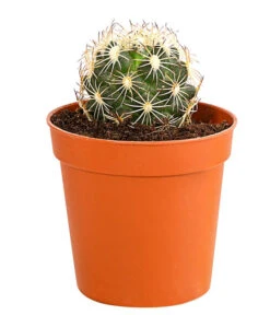 Kaktus - Cactaceae, Verschiedene Sorten -Garten Sinn Verkaufsgeschäft 8297574 PR FS 014 KakteenMixMiniTorroT6DehnerExpressHerzig