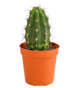 Kaktus - Cactaceae, Verschiedene Sorten -Garten Sinn Verkaufsgeschäft 8297574 PR FS 016 KakteenMixMiniTorroT6DehnerExpressHerzig