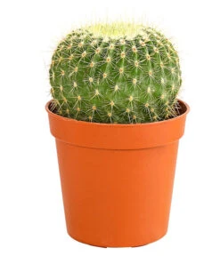 Kaktus - Cactaceae, Verschiedene Sorten -Garten Sinn Verkaufsgeschäft 8297574 PR FS 017 KakteenMixMiniTorroT6DehnerExpressHerzig