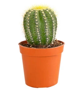 Kaktus - Cactaceae, Verschiedene Sorten -Garten Sinn Verkaufsgeschäft 8297574 PR FS 018 KakteenMixMiniTorroT6DehnerExpressHerzig