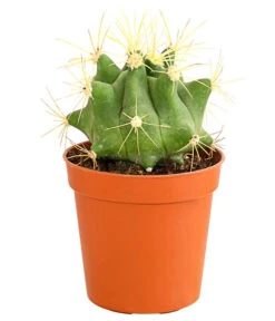 Kaktus - Cactaceae, Verschiedene Sorten -Garten Sinn Verkaufsgeschäft 8297574 PR FS 020 KakteenMixMiniTorroT6DehnerExpressHerzig