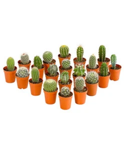 Kaktus - Cactaceae, Verschiedene Sorten