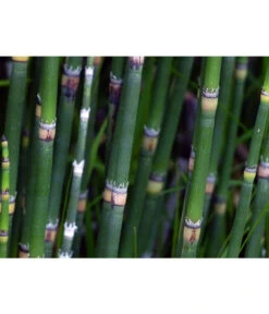 Japanischer Schachtelhalm -Garten Sinn Verkaufsgeschäft 8311326 WE DE 001 SchachtelhalmPixabay